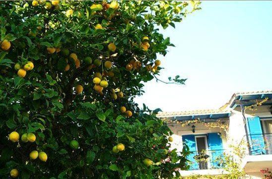 Villa Fiorita Paleokastritsa Exterior foto
